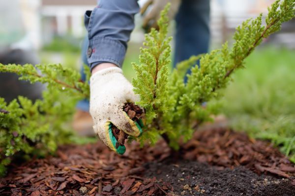 Church Mulching in Los Angeles