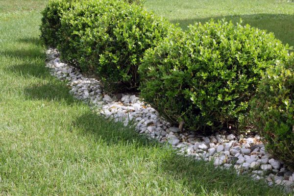 Boxwood Planting in Los Angeles